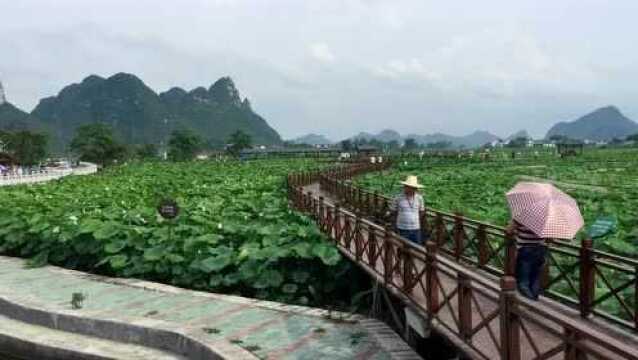 山水荷塘,与众不同的柳州百朋观光农业延迟摄影下的风景