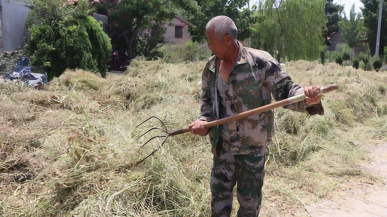 实拍:莱州农村收获白菜种子的场景,听大叔用方言介绍腾讯视频