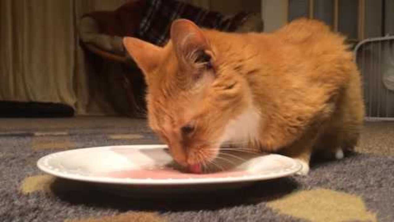 猫咪喝了高浓度白酒，到底会是什么反应？看完让人哭笑不得_高清