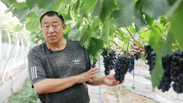 专家分享:夏黑葡萄转色小妙招,确保夏黑又黑又亮,提早上市!