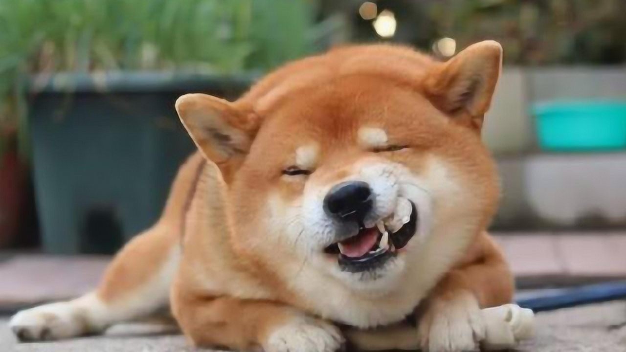 日本柴犬表情帝成网红竟会坏笑傻笑微笑萌翻了