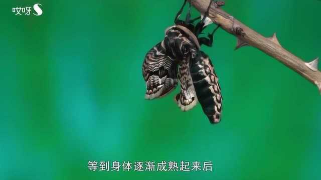 蝴蝶是怎样从毛毛虫进化而来的?镜头记录下全过程,画面太震撼了