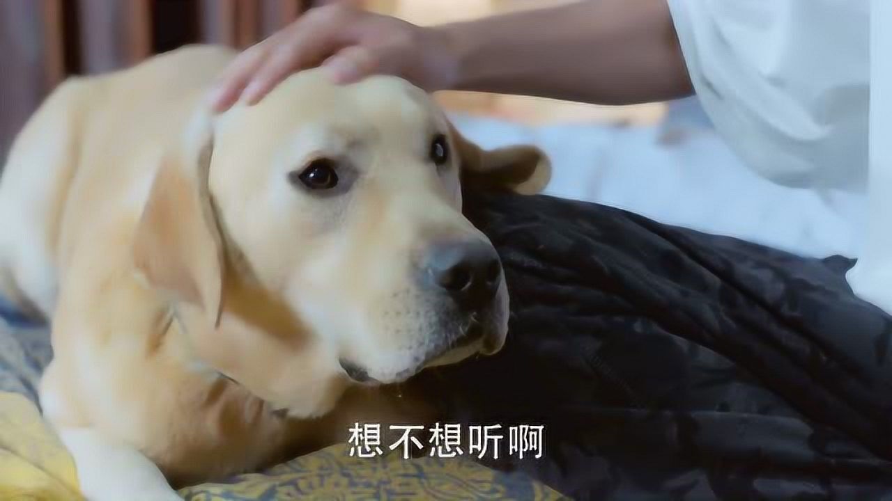 《神犬小七3》小七听边慕说小雪喜欢它,那小表情,傻萌傻萌的