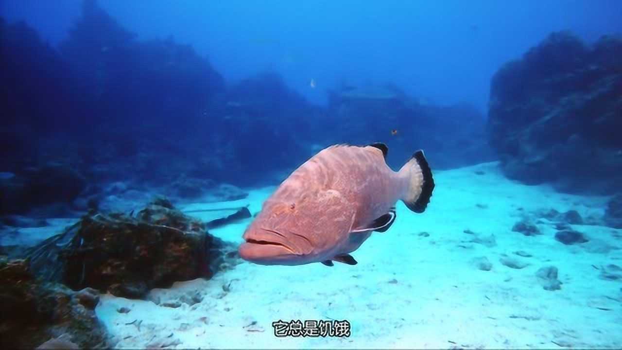 珊瑚礁中看似平静的大鱼,突然的袭击!绚丽的海底世界激情不断!