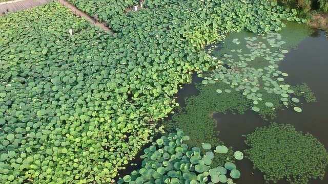 航拍 苏州恒海国际花园几百亩的荷花池大的离谱