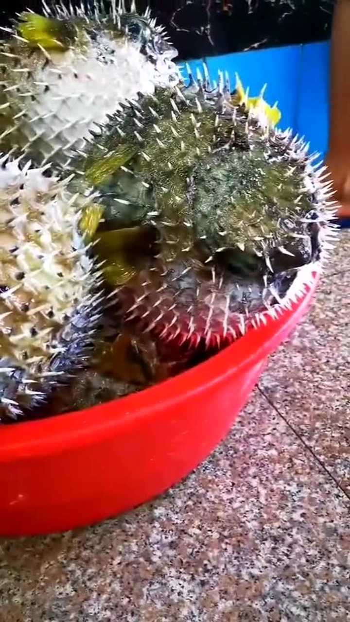 刺龟鱼专业拔刺处理千年滋补靓汤