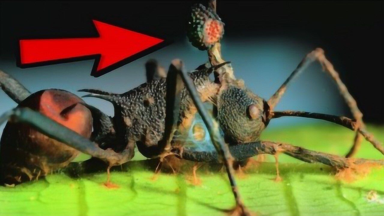 最古老的僵尸蚂蚁遭真菌侵蚀大脑生前身体曾被控制