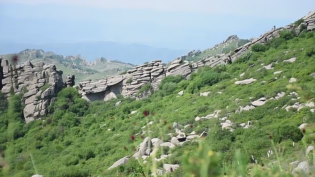 “烈风劲草冰山梁,黄林世界花天堂”,游河北张家口冰山梁