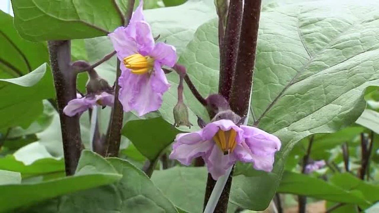 大棚茄子开花着果期蘸花及水肥管理