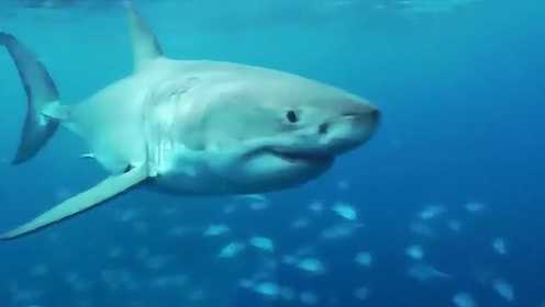 《鲨鱼》海洋中最凶猛的鱼类，令人感到惧怕
