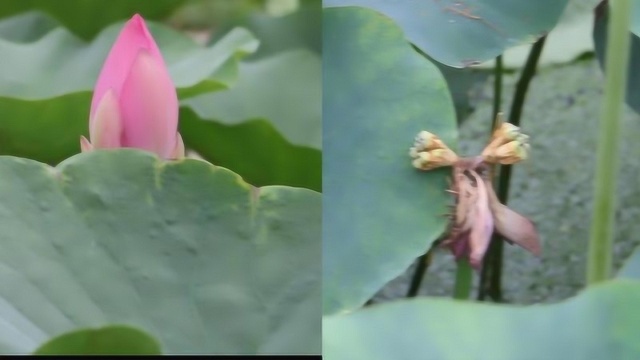 并蒂成蓬古莲开,圆明园赏荷正好,网友热议的都在,速来!