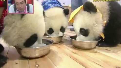 日本人见到熊猫宝宝的反应 日本某综艺来到了熊猫保护基地