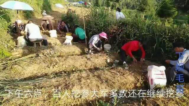 农村采挖太子参百人大军,从十岁孩童到八十老妪,老板收货就给钱