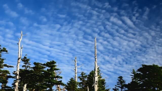 日本长野志贺高原的夏季风景