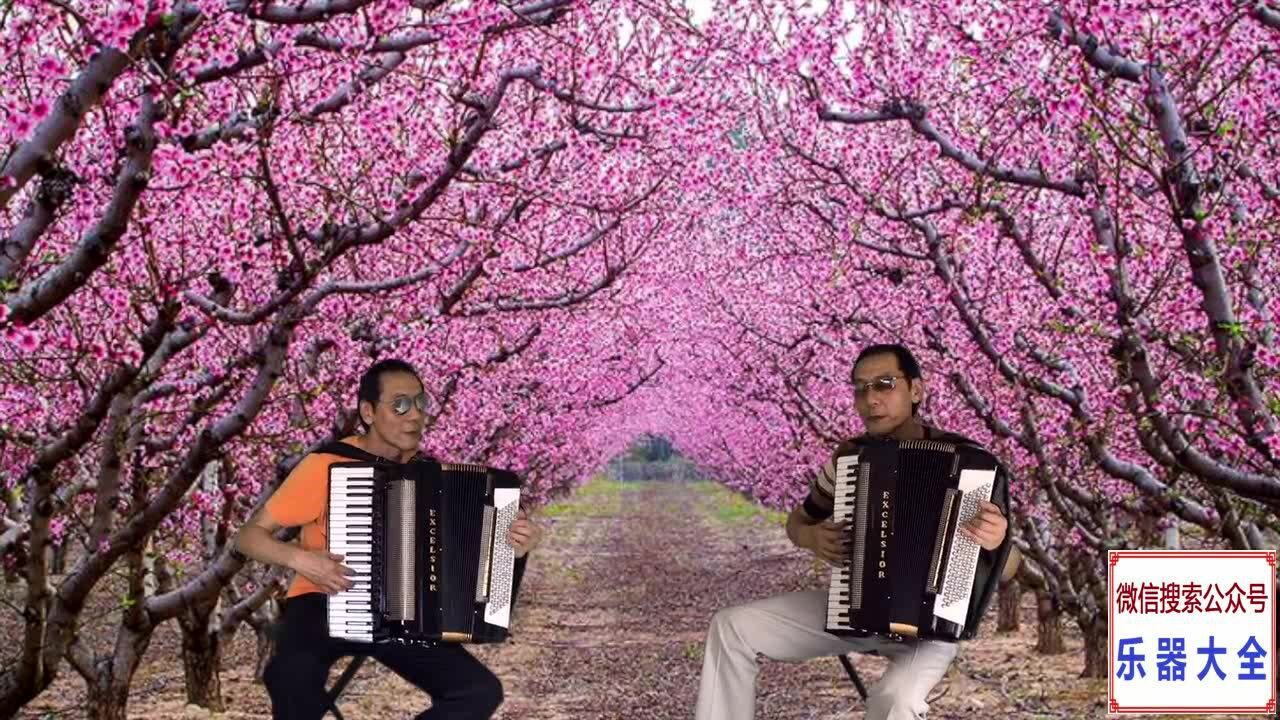 4z王迟手风琴红莓花儿开