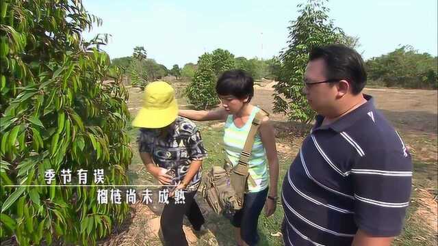 你见过榴莲树吗?没想到现实中长这个样子,这个水果汁千万不能碰