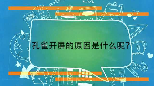 孔雀开屏的原因是什么呢?