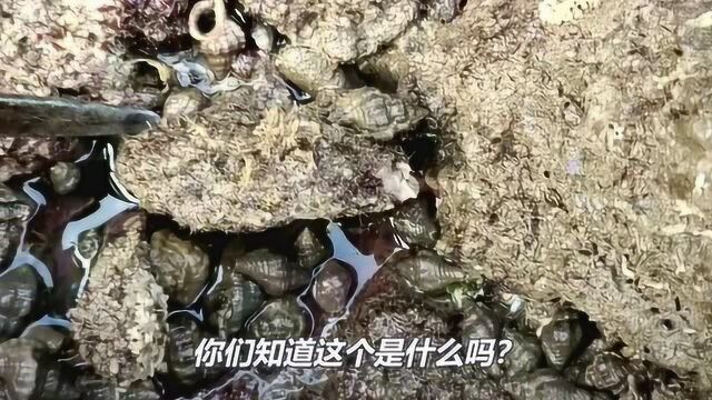 小钦无人岛赶海又来对了,今天没拿大桶亏大了,运气太棒!