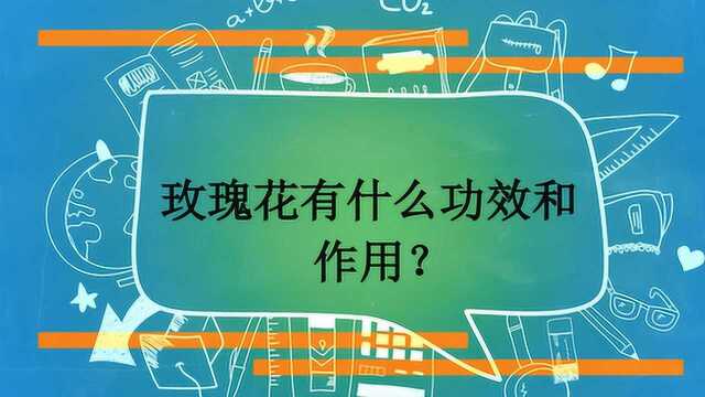 玫瑰花有什么功效和作用?