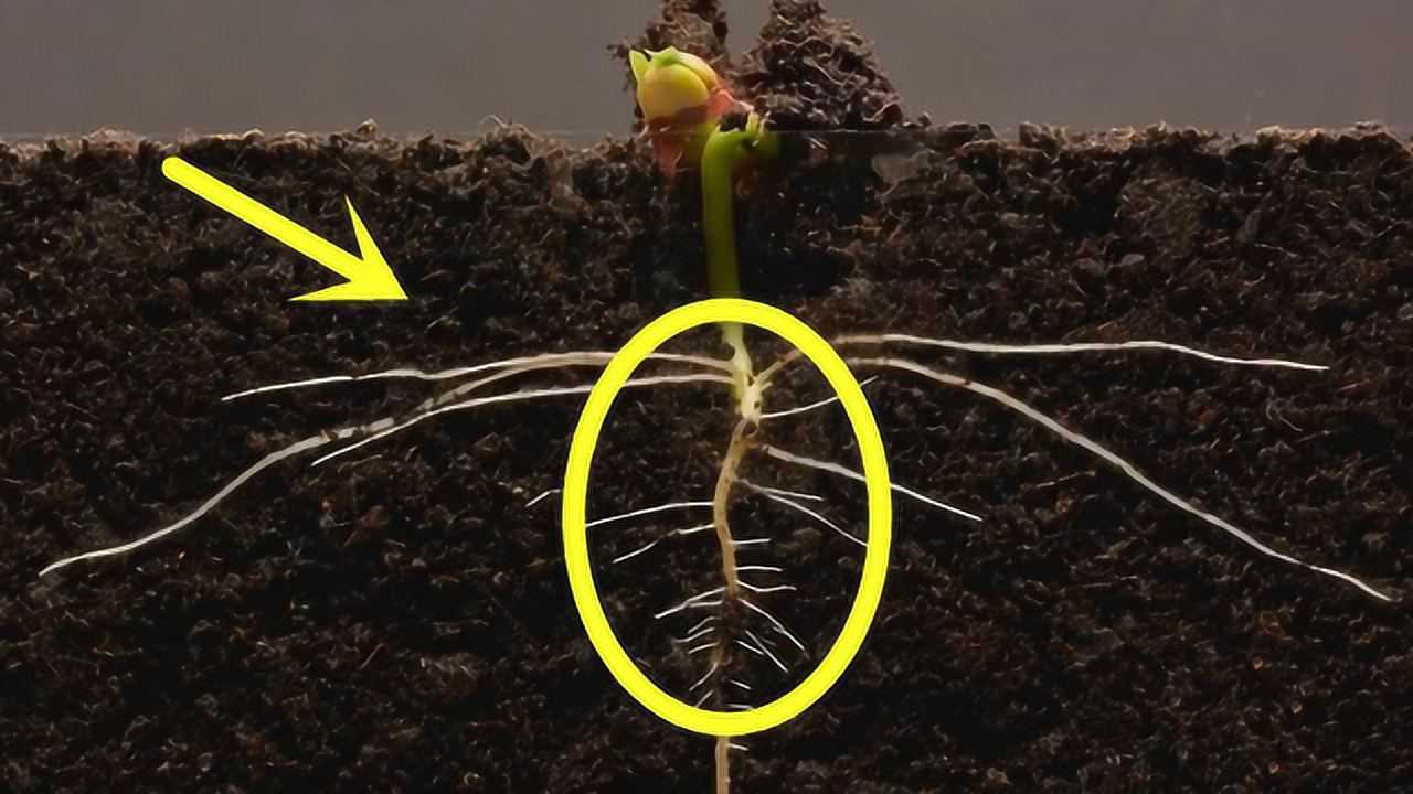 用时25天记录一粒种子从生根发芽到成长的过程