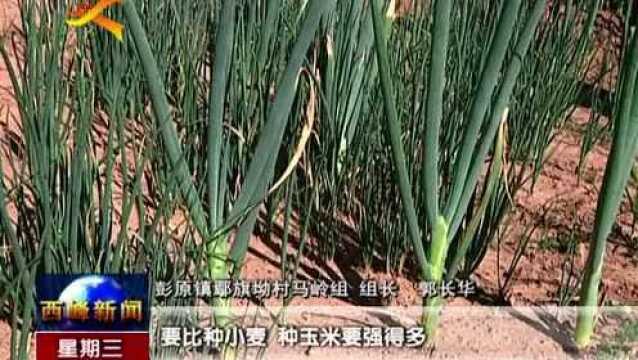 李宏涛:全程机械化,大葱种植有“高招”