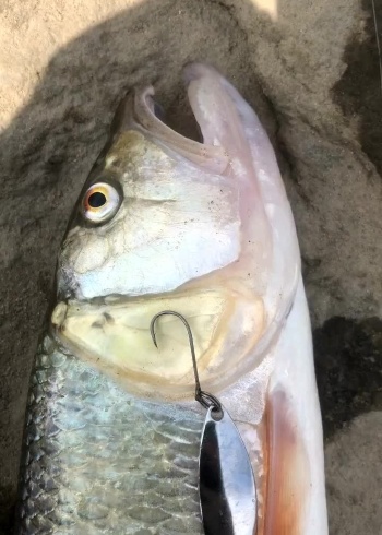 东北巨型马口,有一斤没有,这么大的马口第一次见