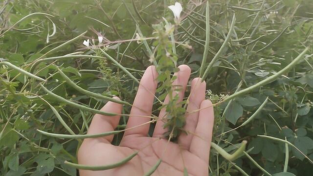 农村最普通常见草药:羊角菜,功效多用途广,一起了解下!