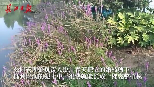 这种常见植物长得像薰衣草,其实它叫千屈菜