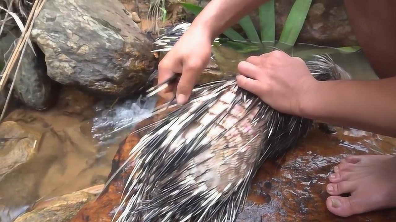 把豪猪的刺都拔掉会发生什么老外亲自动手口感还不错