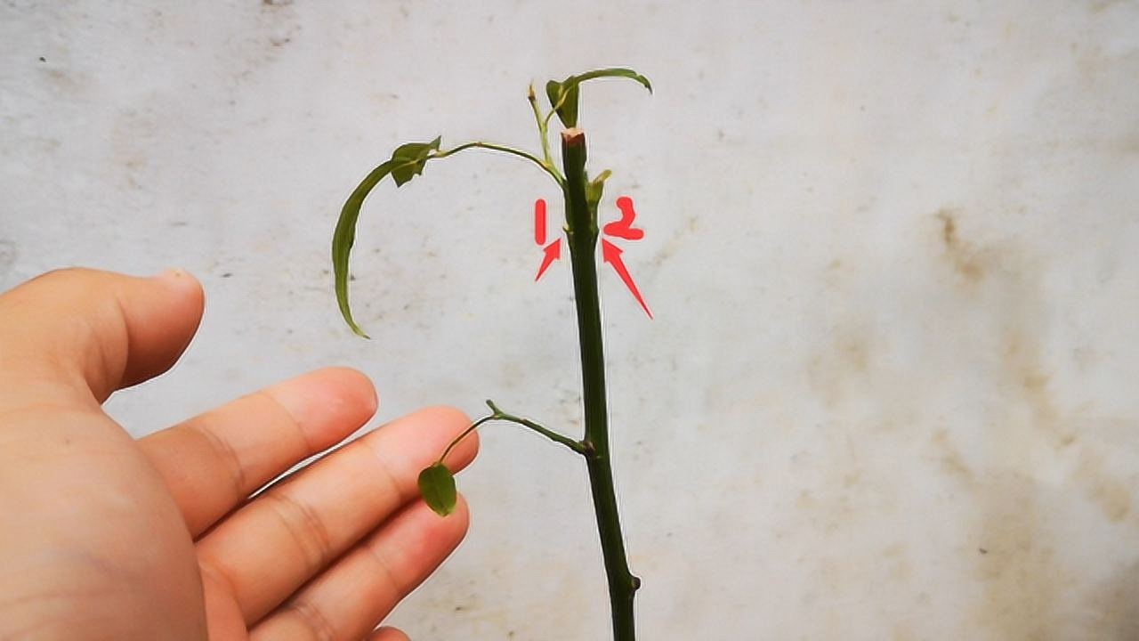 秋季嫁接成活率相当高今天我们来嫁接一棵双色棒棒糖月季