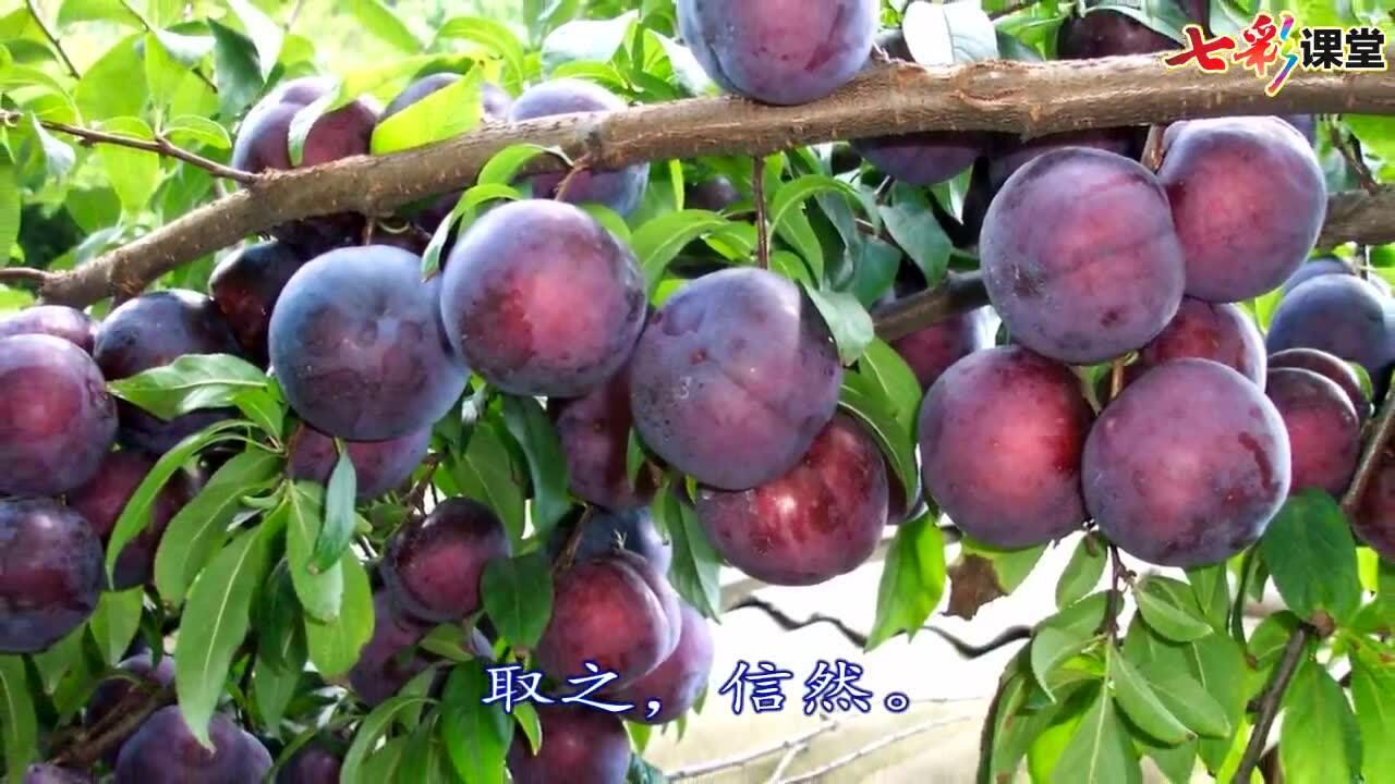 课文朗读-人四上-25.王戎不取道旁李_高清