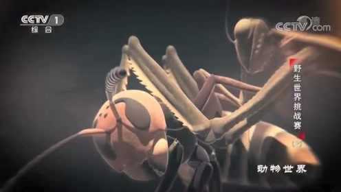 日本大黄蜂遇天敌勇斧螳螂，靠剧毒“后发制人” ​​​
