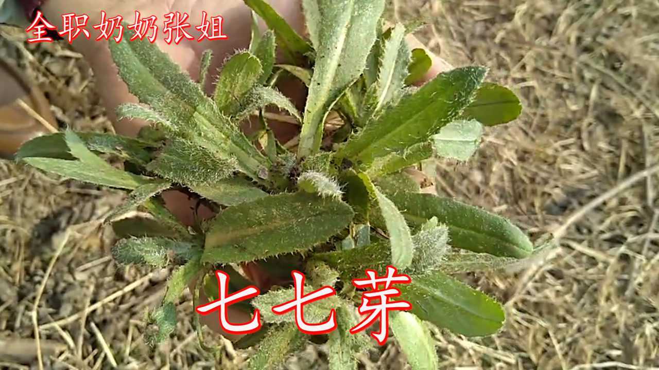 介绍一种带刺的野菜七七菜它对身体有很多的好处看完涨知识