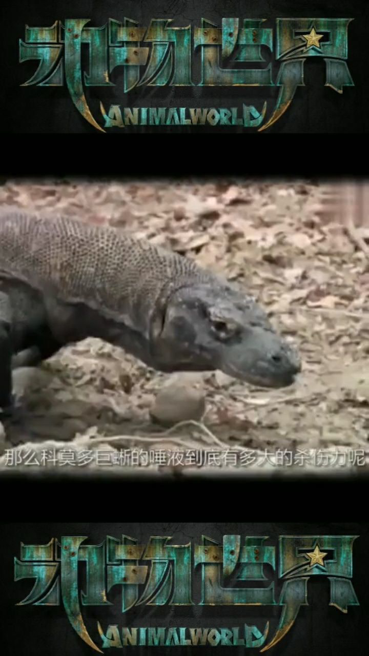 来看看科莫多巨蜥毒液有多大的杀伤力