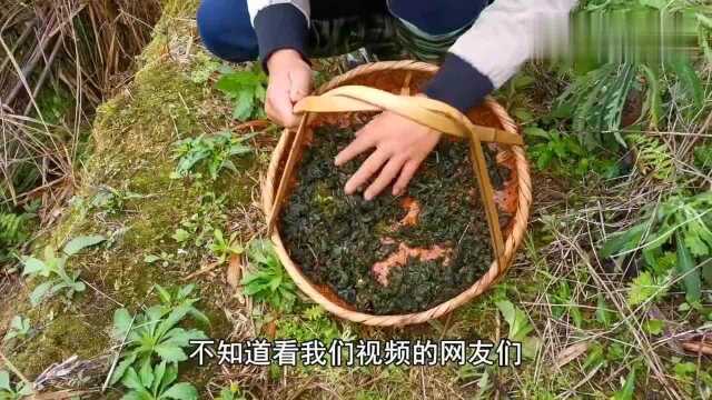 暴雨过后田埂上长了许多地木耳,很多人都没有见过,你认识吗