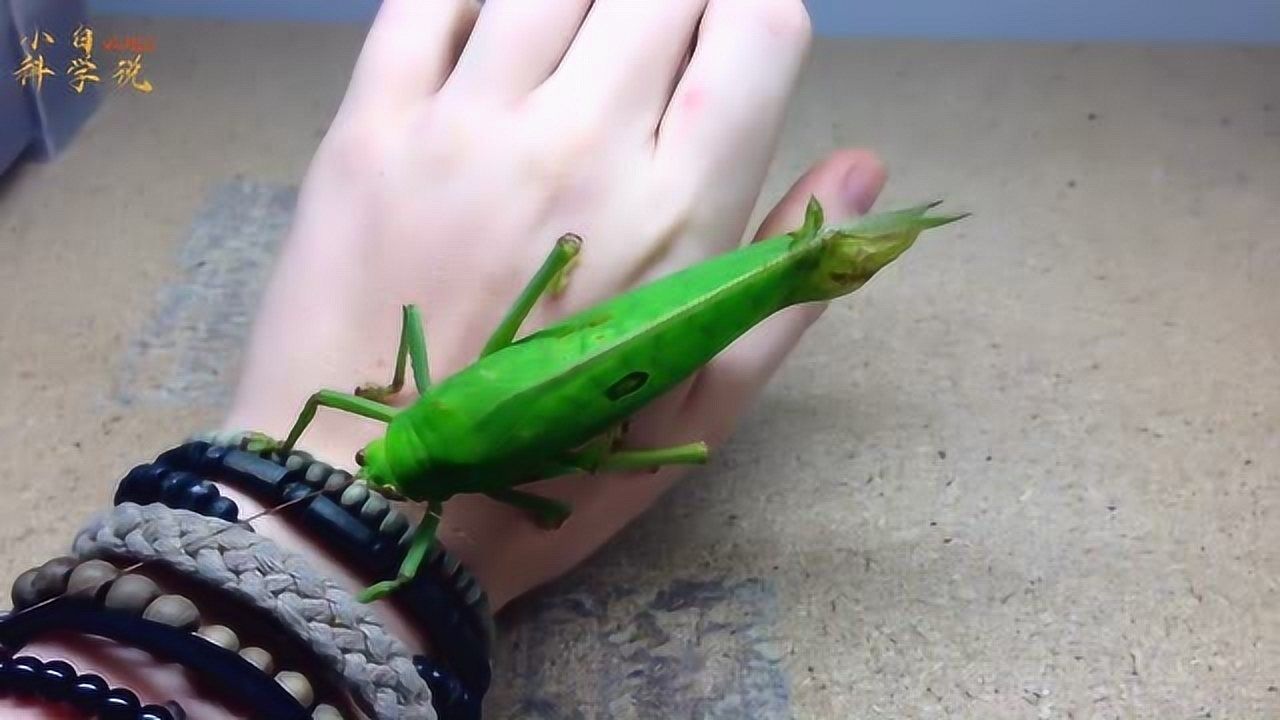 千万不要这样玩蝈蝈蝈蝈咬起人来可疼呢