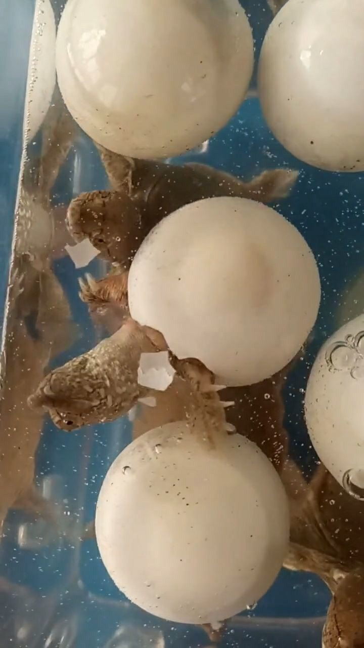 甲鱼蛋孵化多少天出壳图片