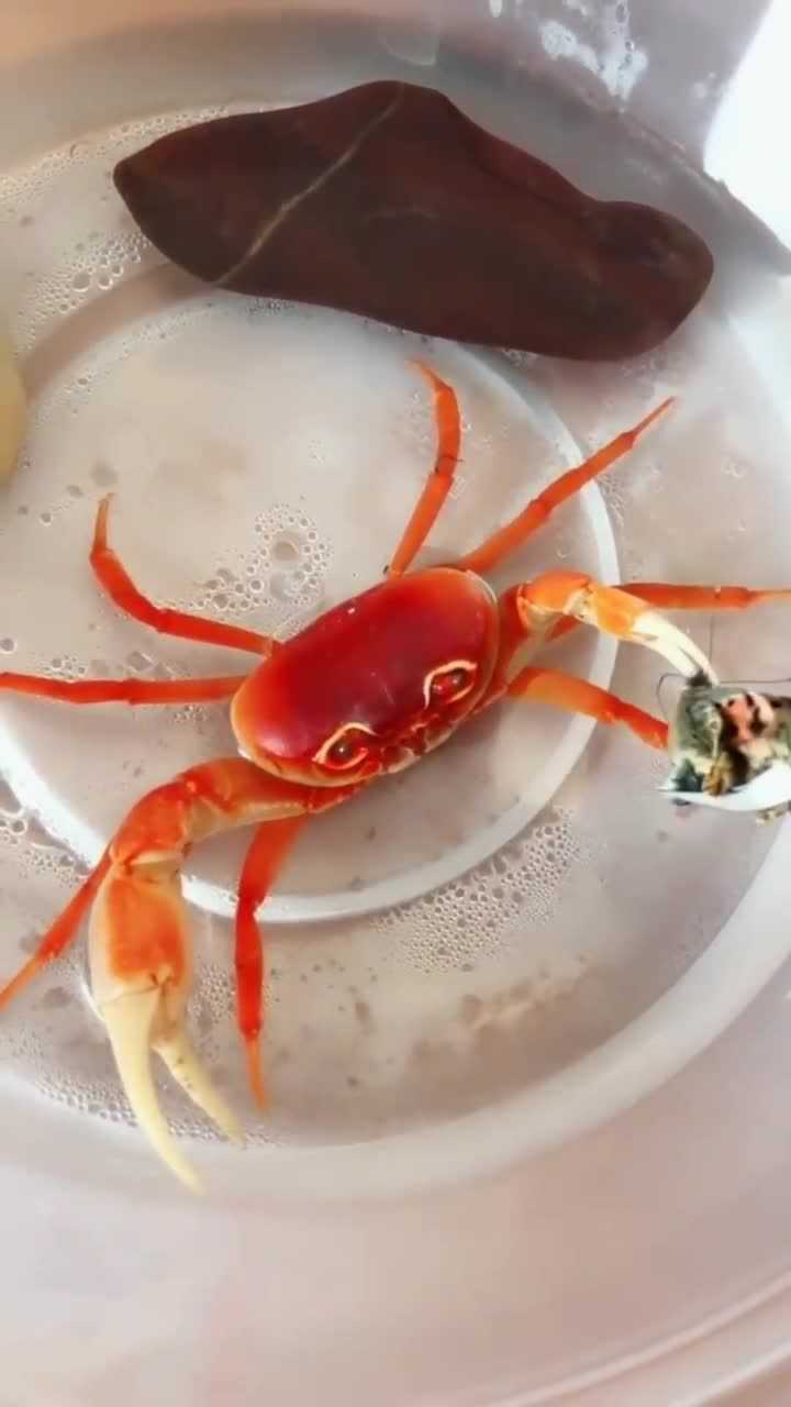 小伙抓来一只蝴蝶喂螃蟹,螃蟹上去就是一钳子,这操作很熟练嘛