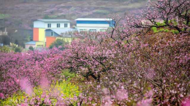 航拍:龙泉山下龙门村,桃花沟前春色新