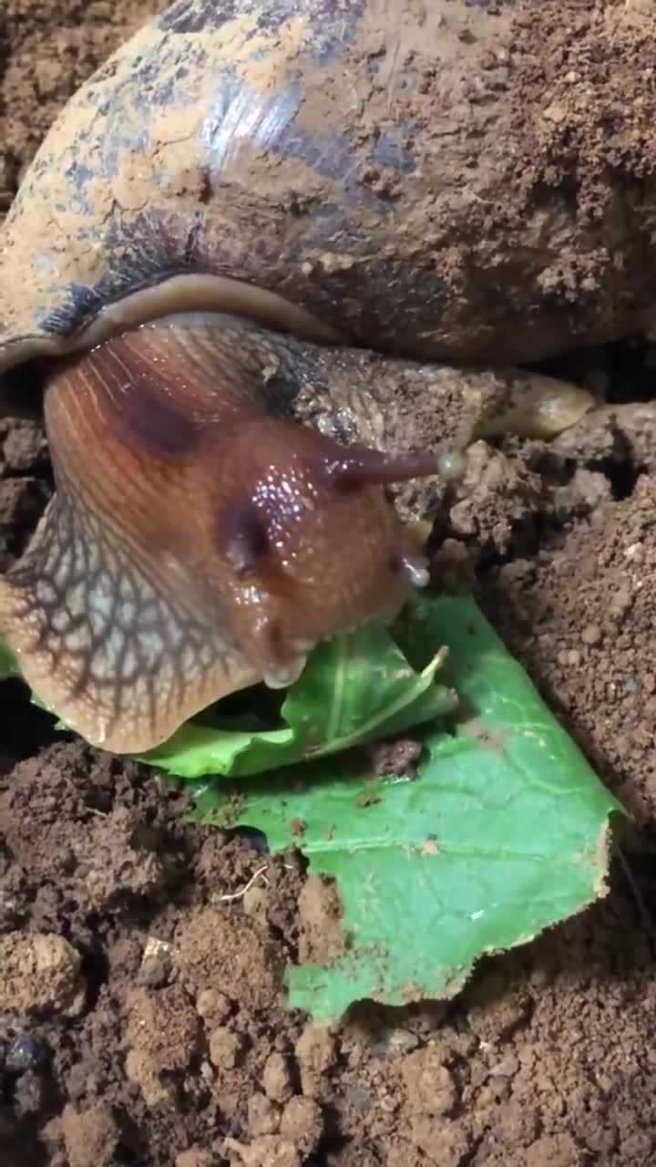 第一次见蜗牛吃草