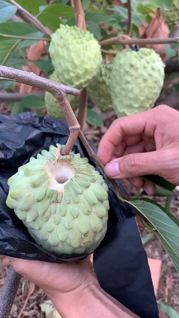 教你们辨别释迦果的生熟