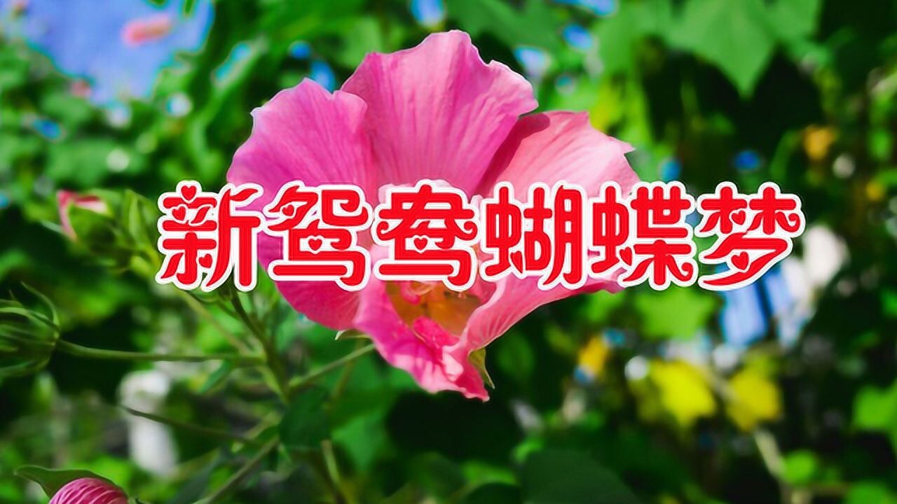 卓依婷新鸳鸯蝴蝶梦图片