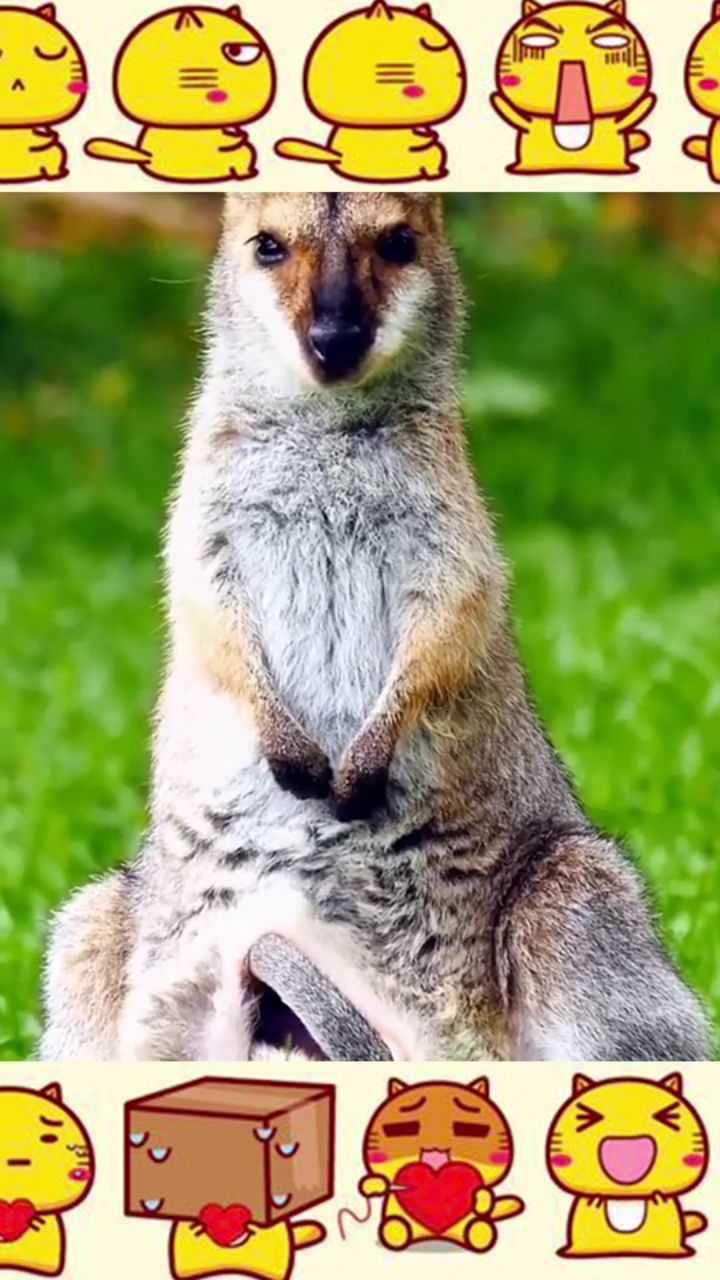 有趣的袋鼠妈妈