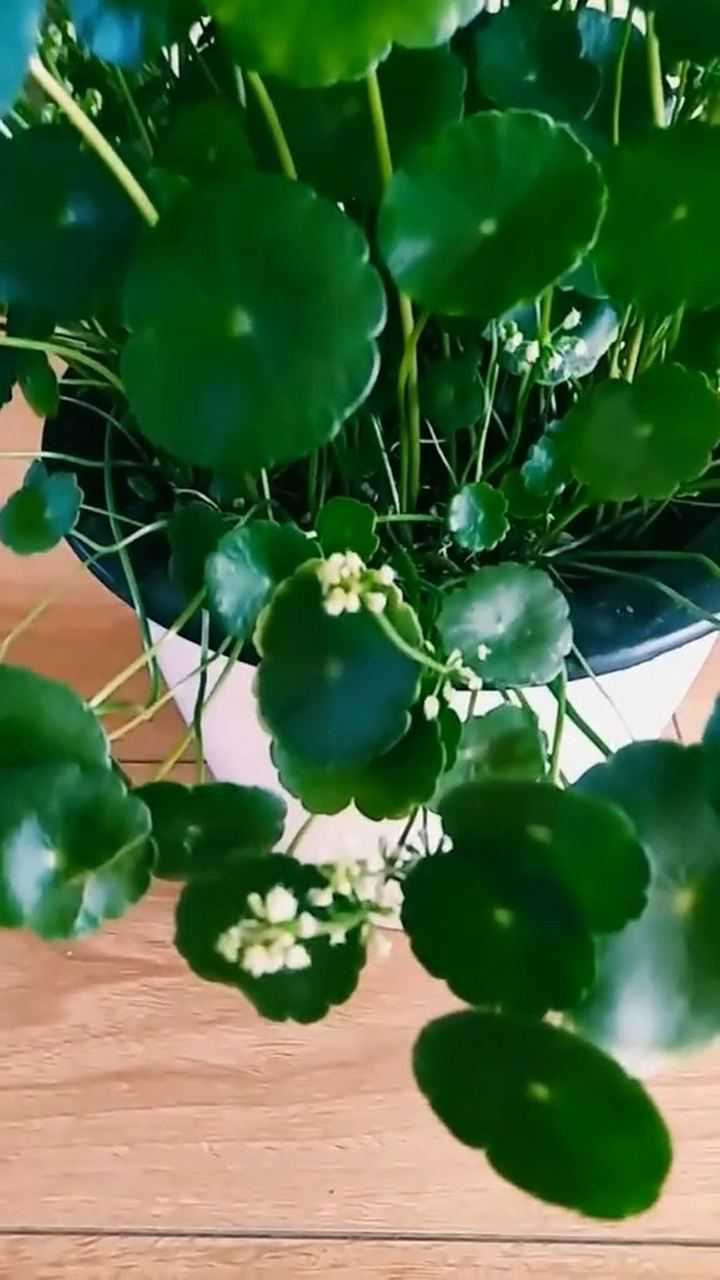 铜钱草开花好不好?