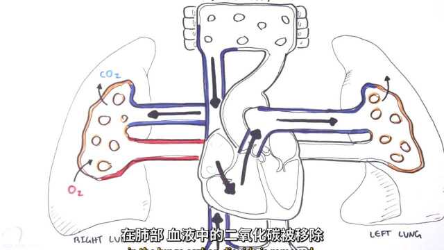 【双语】心脏解剖学和胸部X光