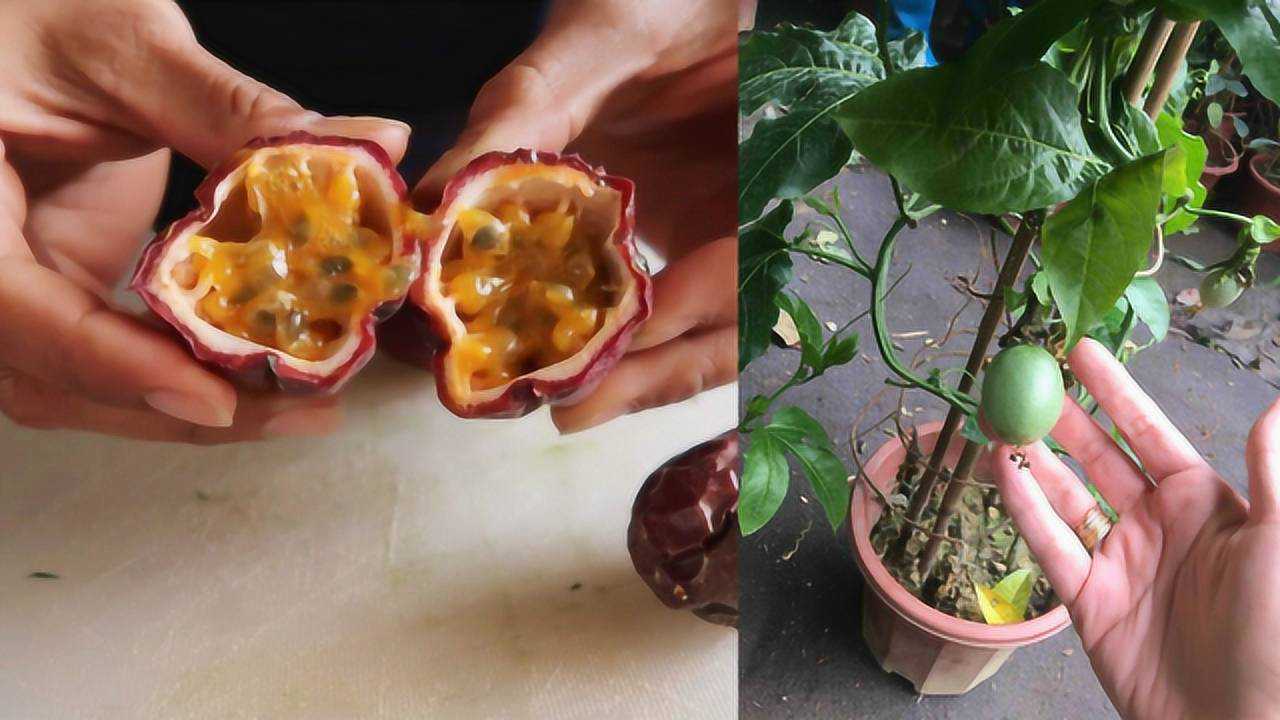 盆栽百香果种植技术分享种子都不用买种一次年年都有新鲜百香果吃