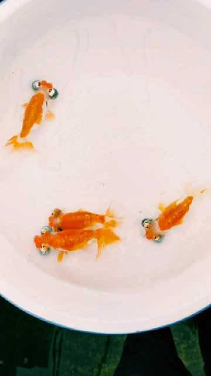 养金鱼就得养这种精品!_腾讯视频