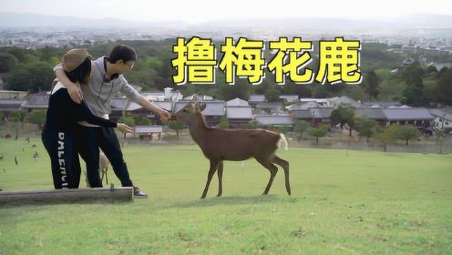 奈良的鹿到底有多狂躁?为了吃的都跟着人跑上山了!