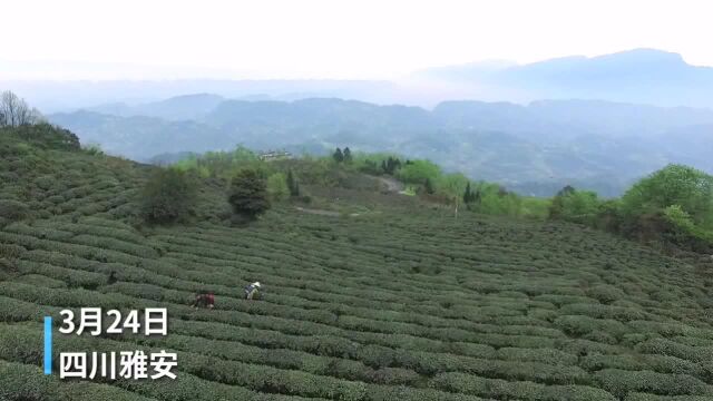 四川雅安:春山新雨采春茶