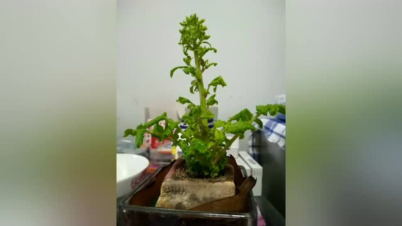 萝卜泡水后开花啦～洁白的花,暗自芬芳 (蚊滋滋拍摄)